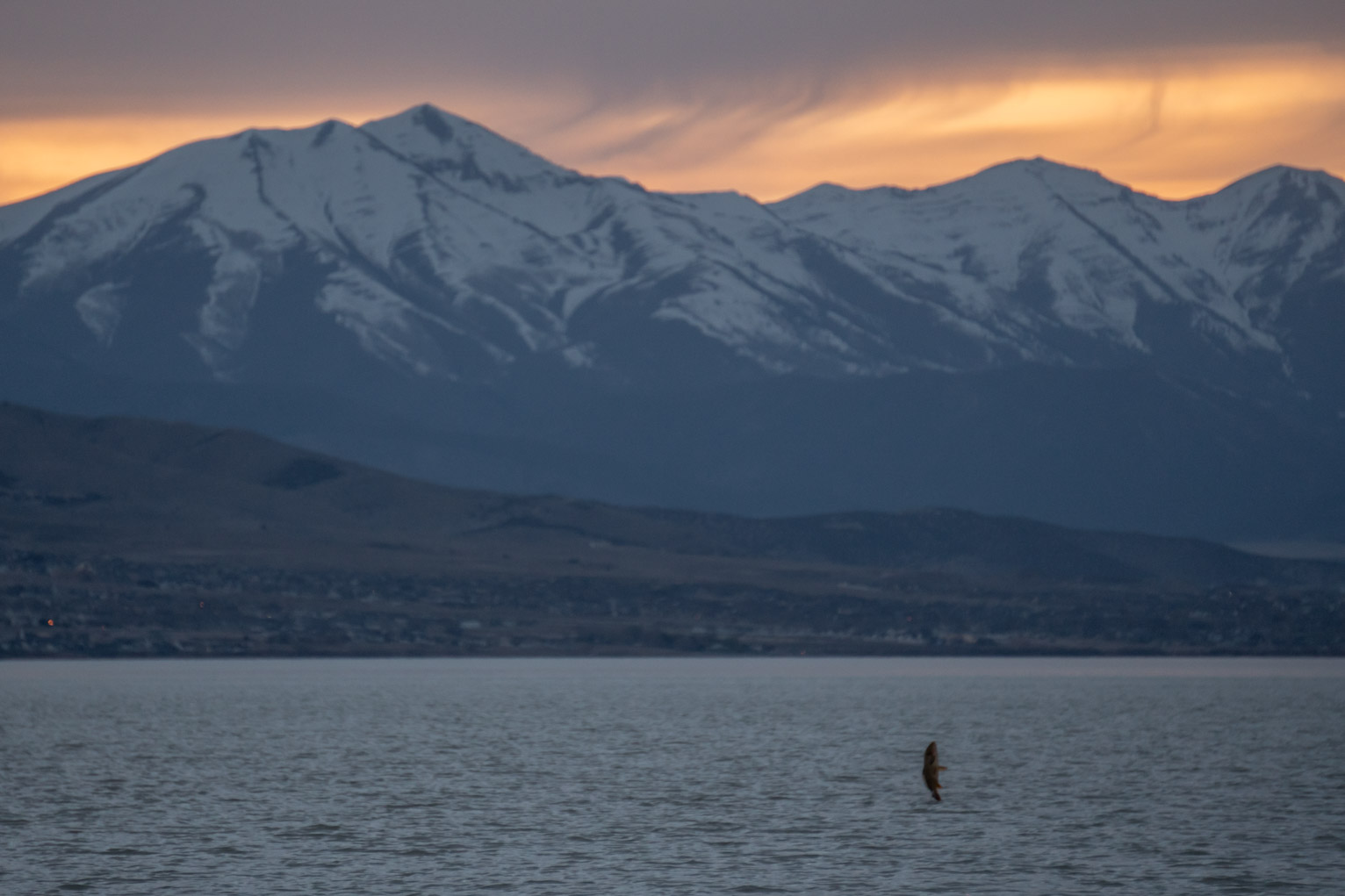 A carp jumps out of the lake about sunset, mountains blue